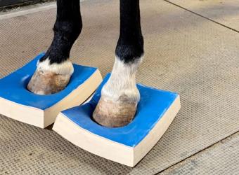 The Power of SURE FOOT® Stability Pads and Vitafloor® Vibration Therapy in Equine Care